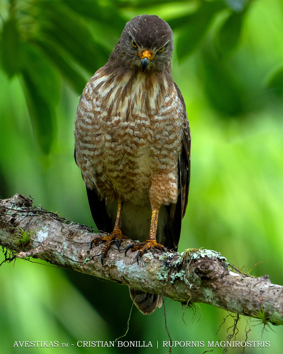 Gavilán Chapulinero